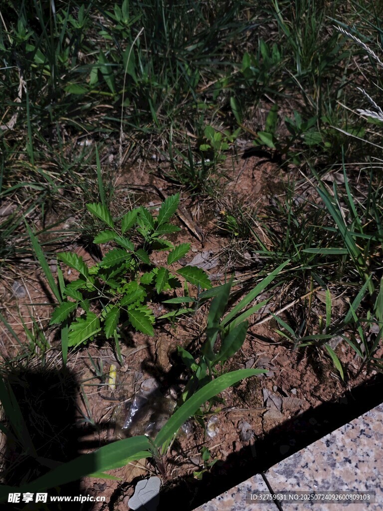 地面生长的嫩绿植物