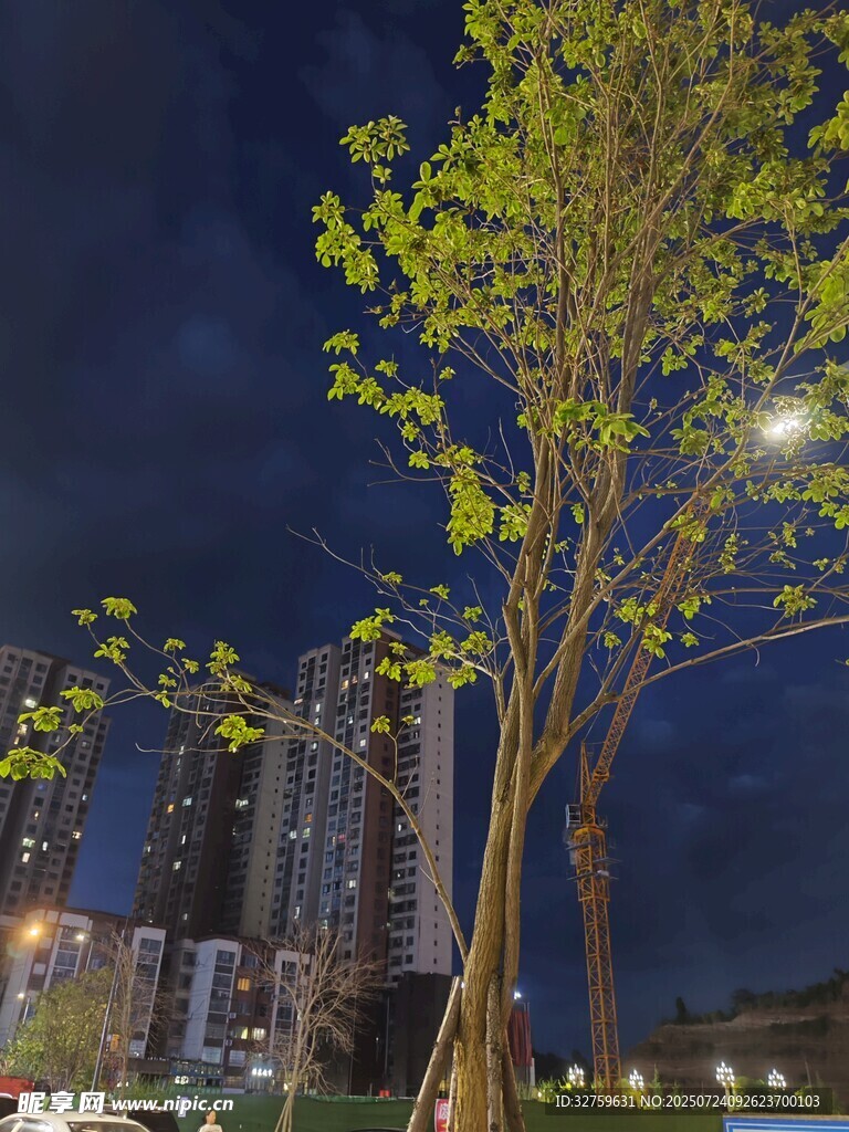 夜灯下的绿树与城市高楼