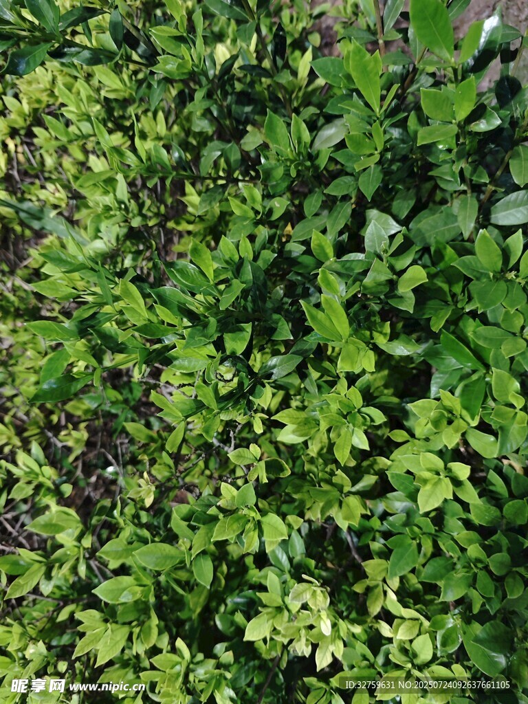 翠绿繁茂的植物景观