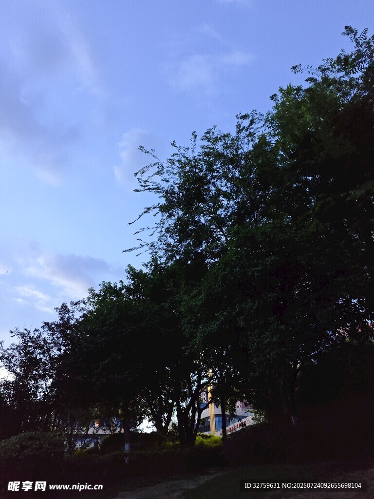 黄昏下的葱郁树木