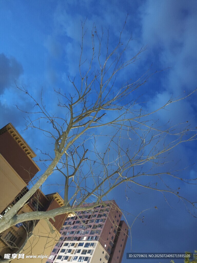 蓝天枯枝旁的高楼景象