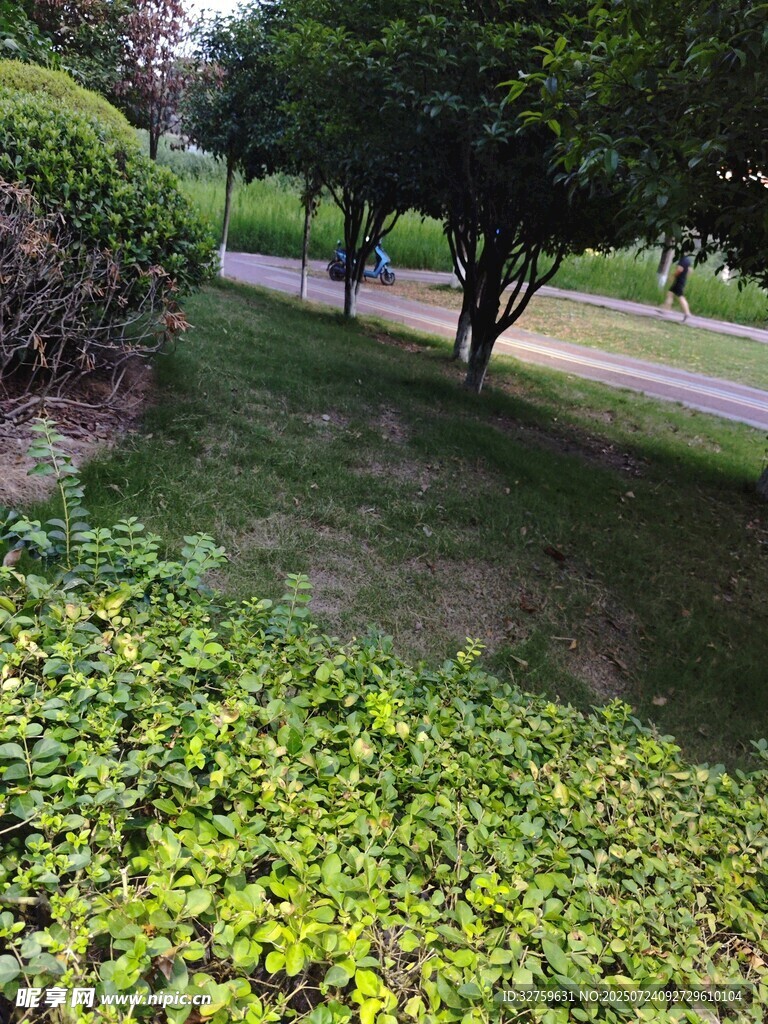 绿意盎然的公园角落