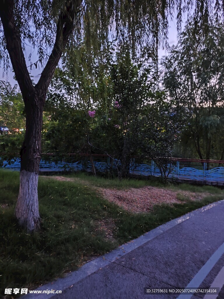 公园林荫小道景色