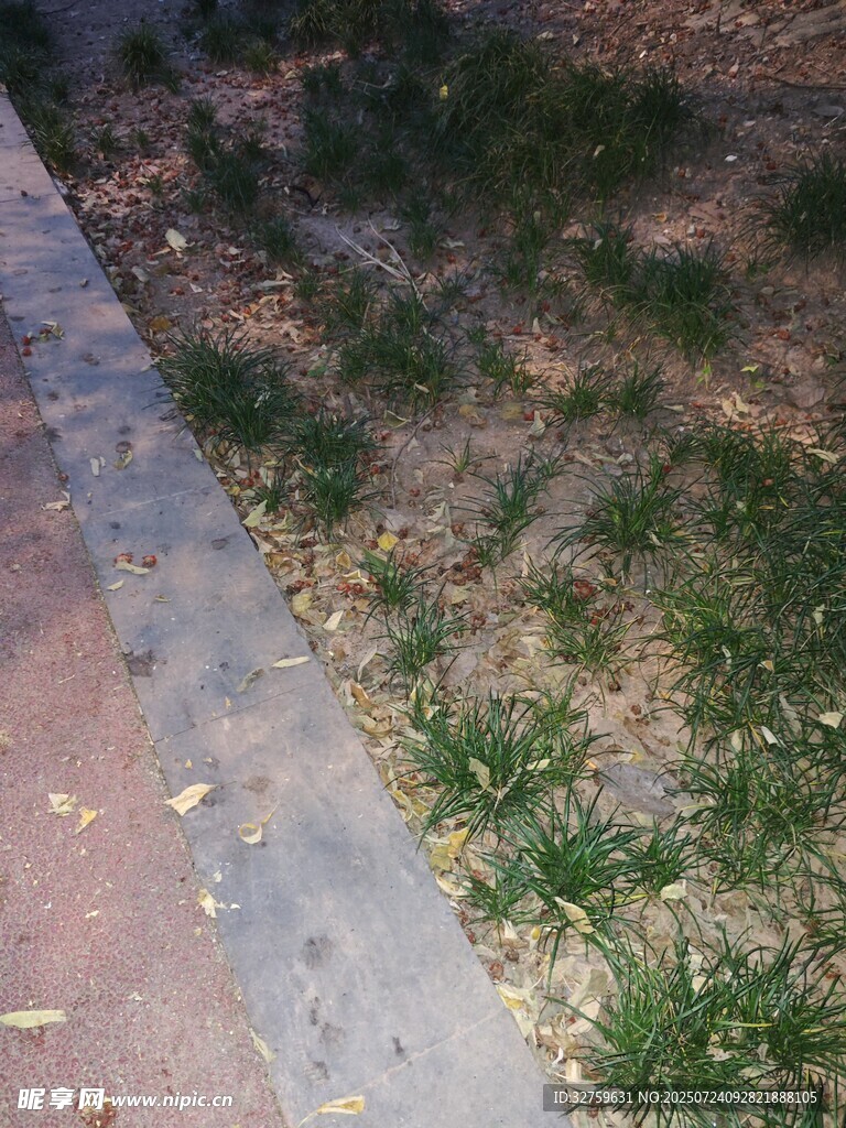 路边稀疏草地景象