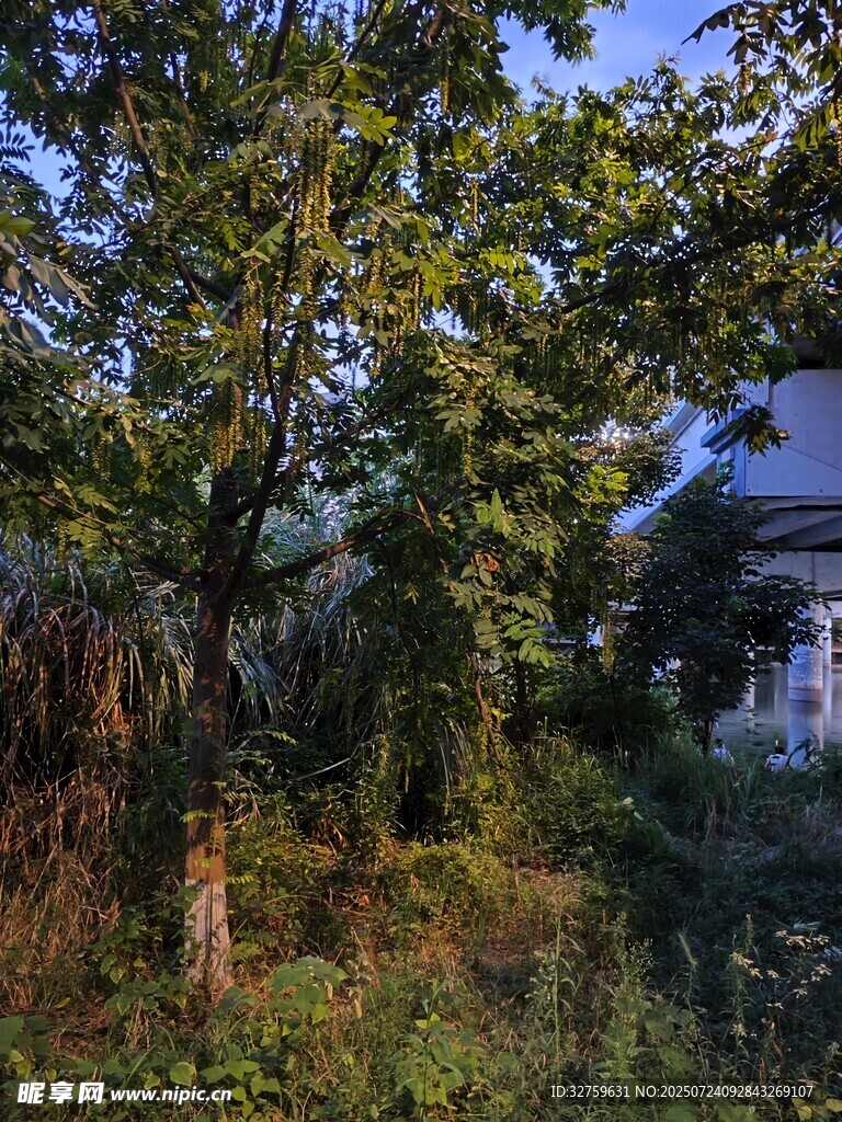 庭院绿植景观