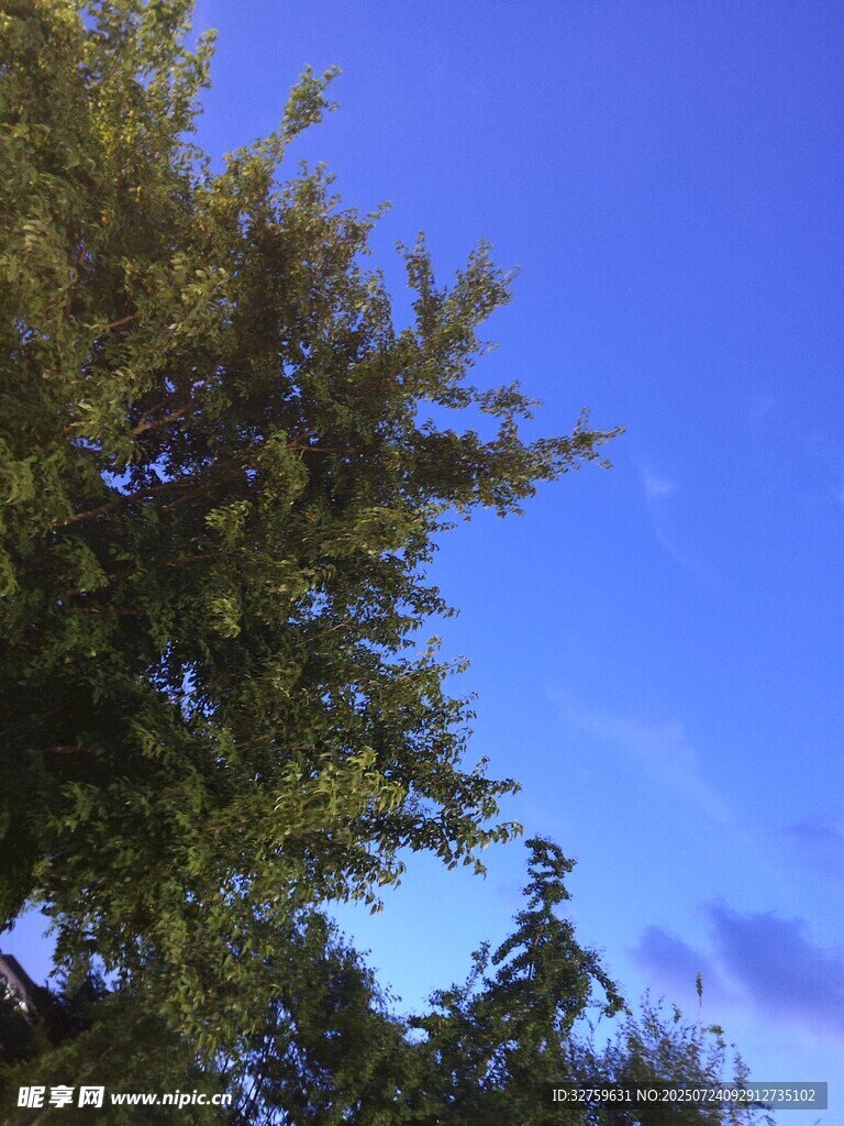 蓝天绿树风景