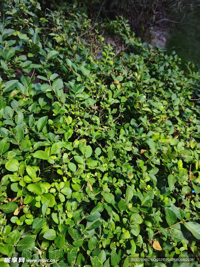 翠绿藤蔓植物生机盎然