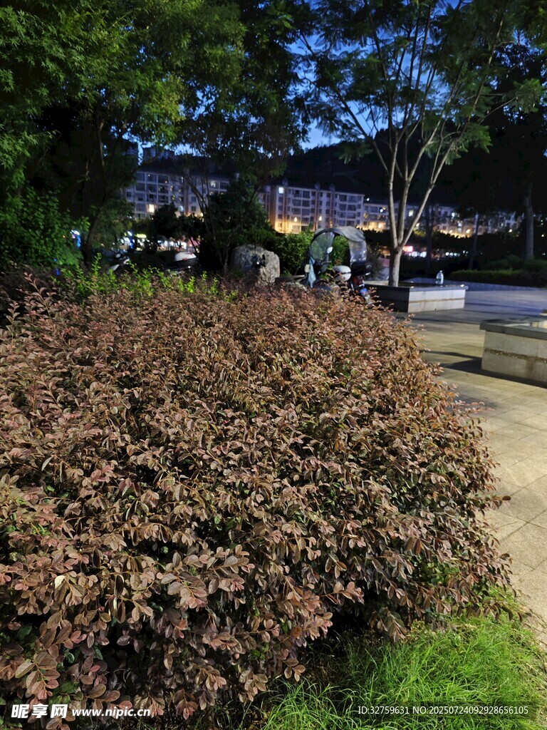 路边的褐色灌木丛