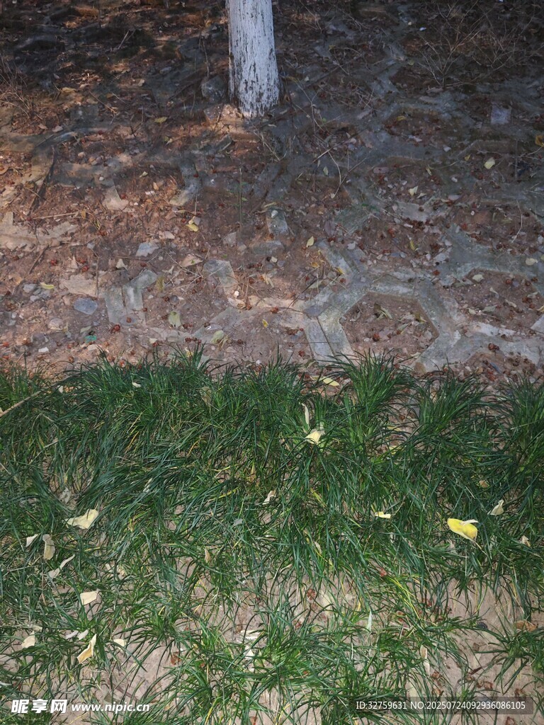 树下草地景象