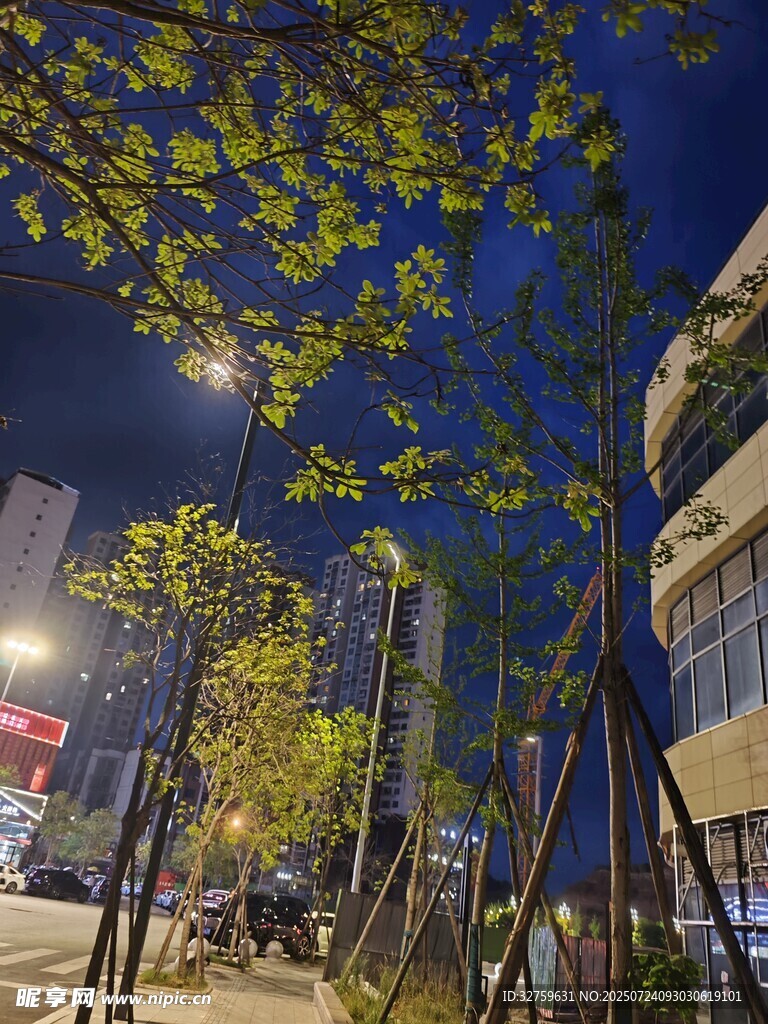 城市夜景中的绿植与建筑