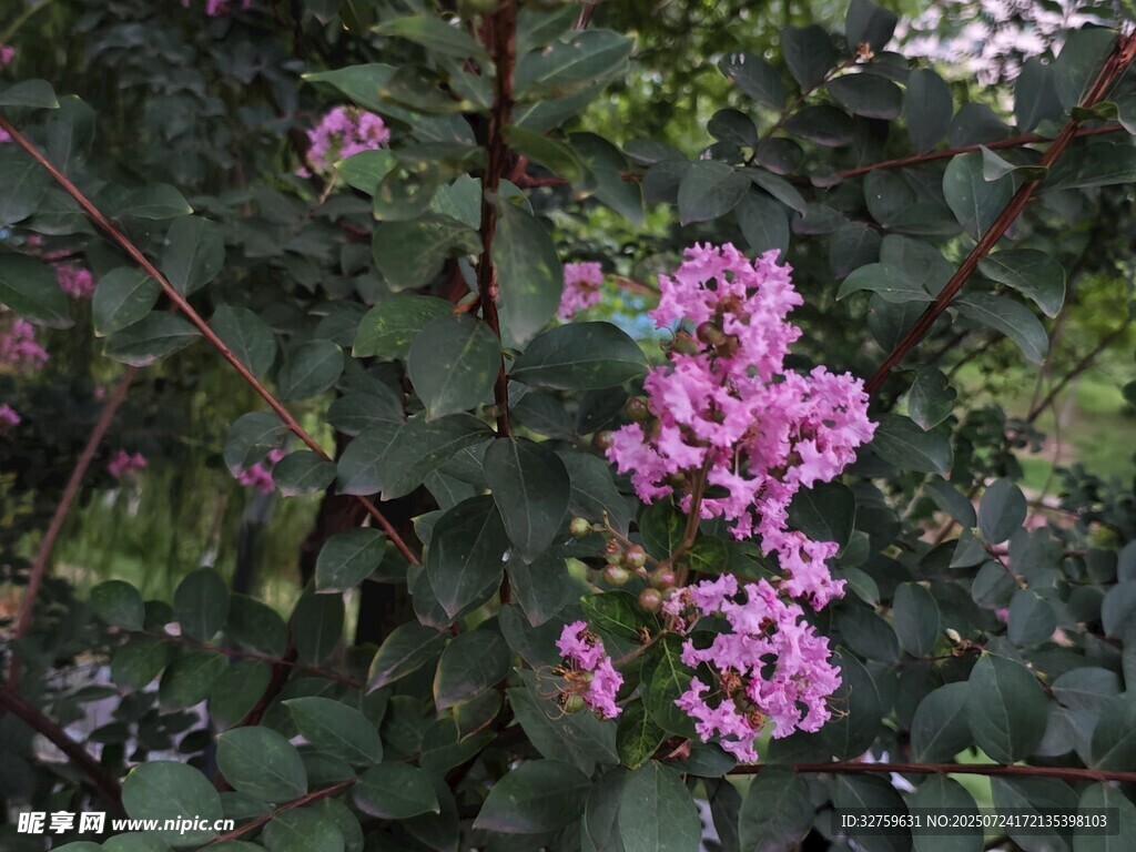 绽放的紫色花卉