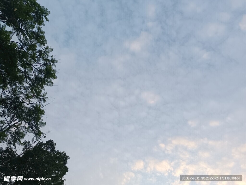 天空与树梢的静谧景致