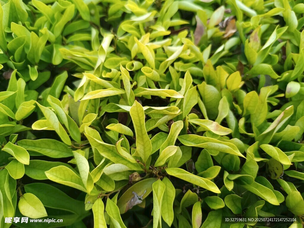 翠绿繁茂的生机植物