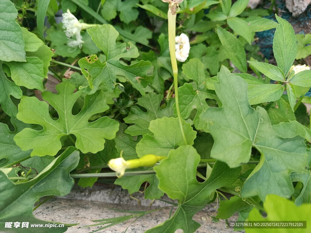 田间生长的绿色瓜类植物
