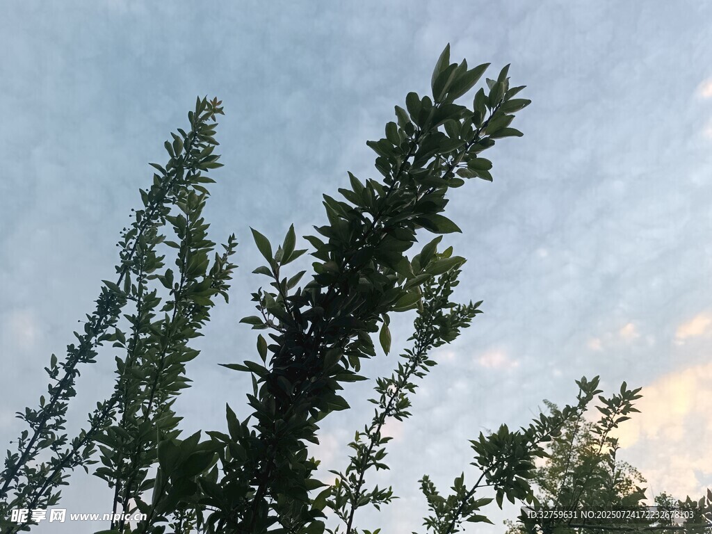 仰视绿树与天空的景致