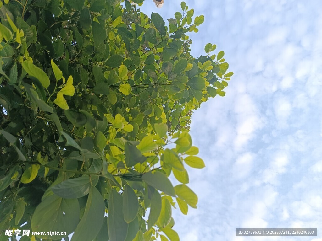 绿叶蓝天