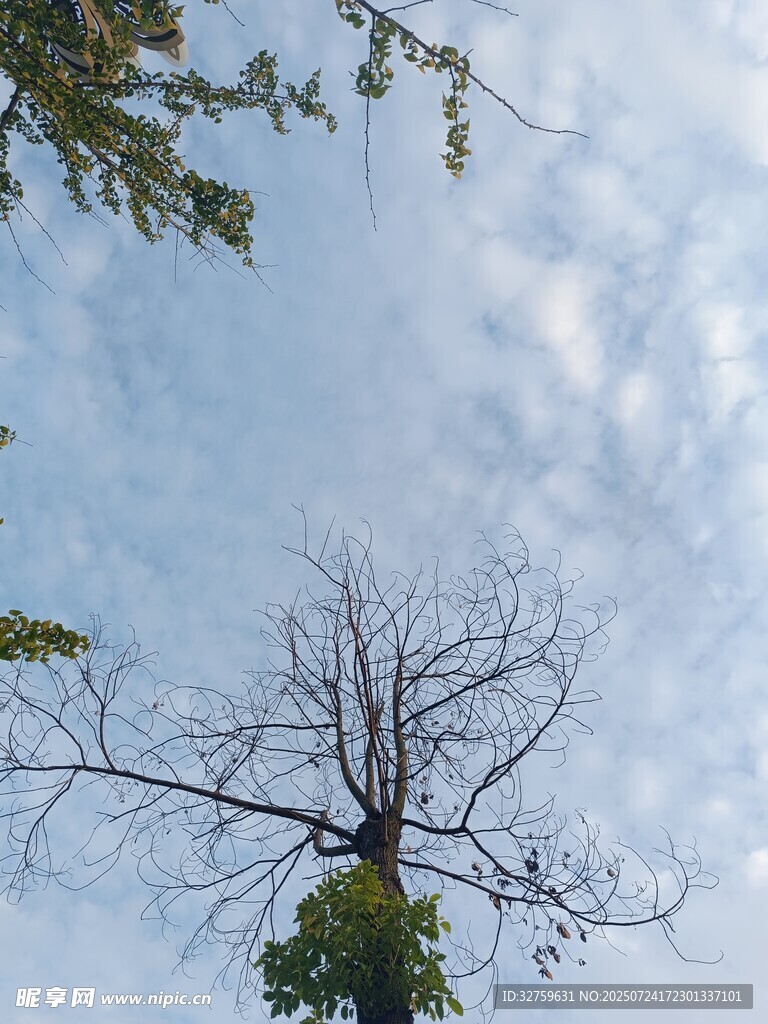 仰望枯树与蓝天白云