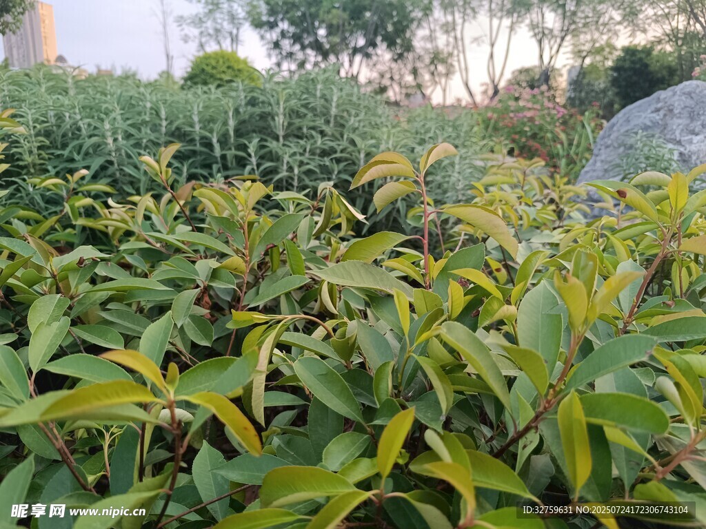 绿叶植物景观