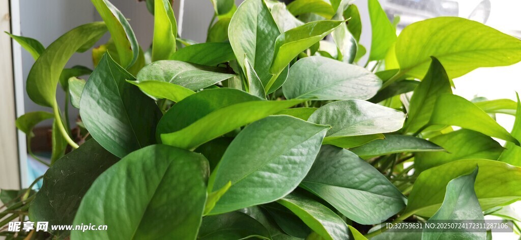绿叶丛中的白色优雅花卉