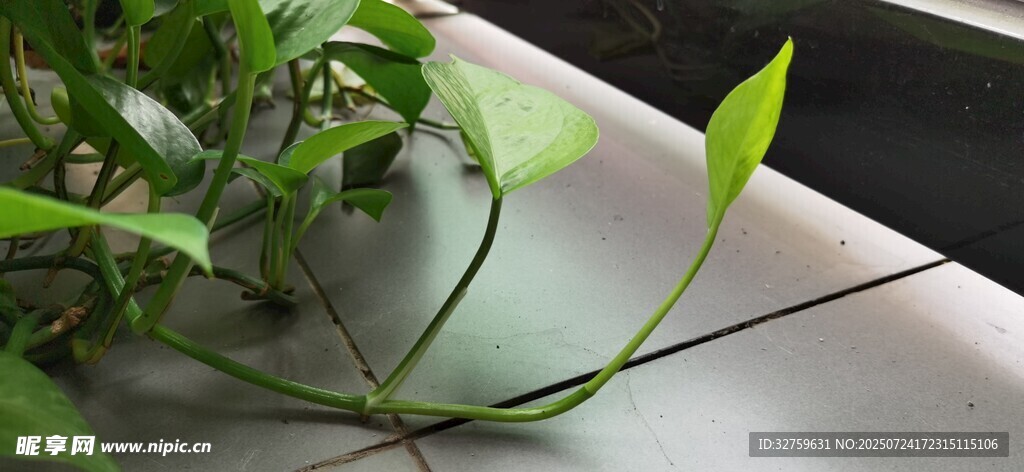 嫩绿植物枝叶特写