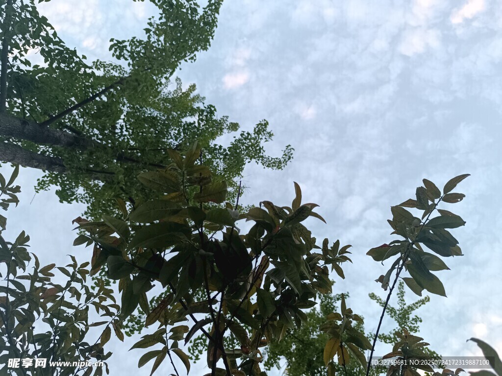 仰视绿树与天空的景致