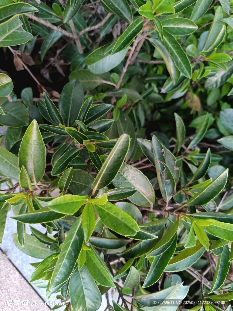 翠绿植物枝叶特写