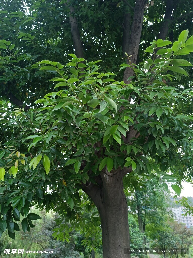 茂盛绿树展现自然生机