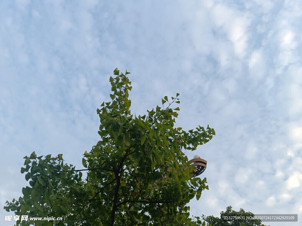绿树蓝天间的自然景致