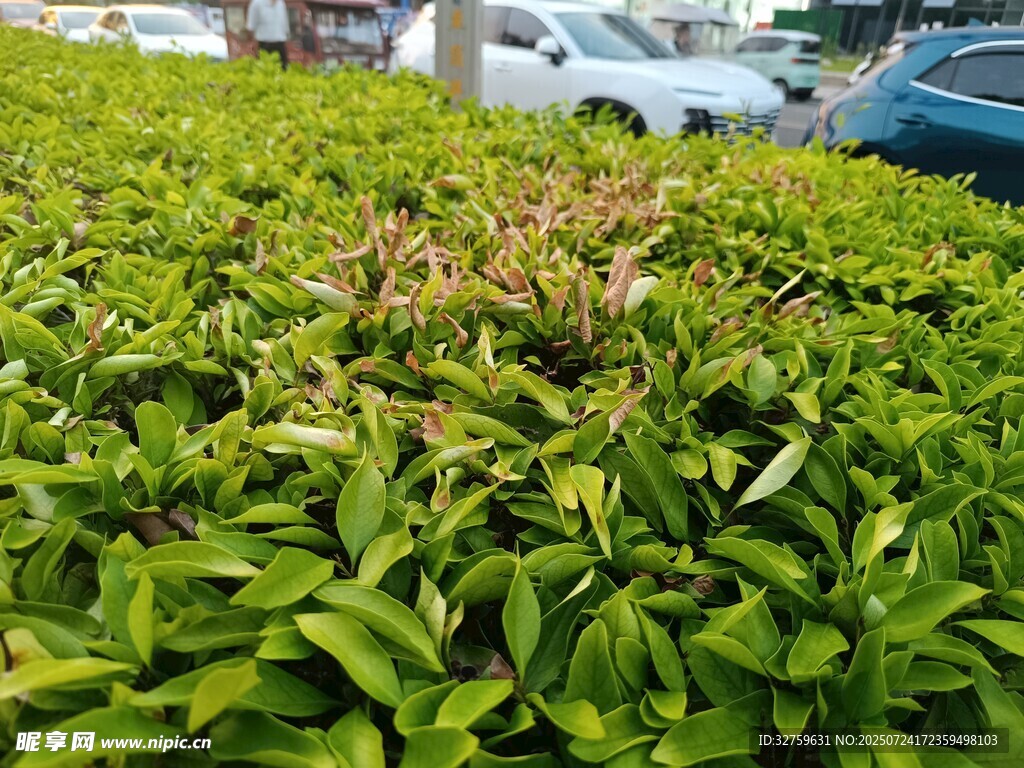 翠绿繁茂的户外绿植景观