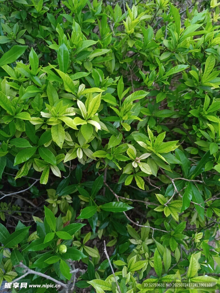 茂密翠绿的灌木丛