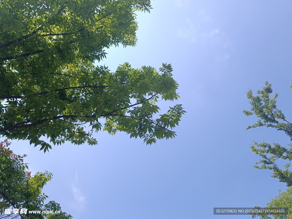 仰视绿树蓝天