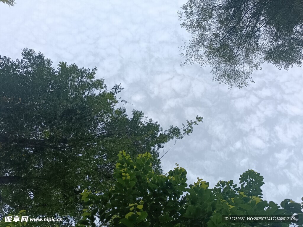 林间天空