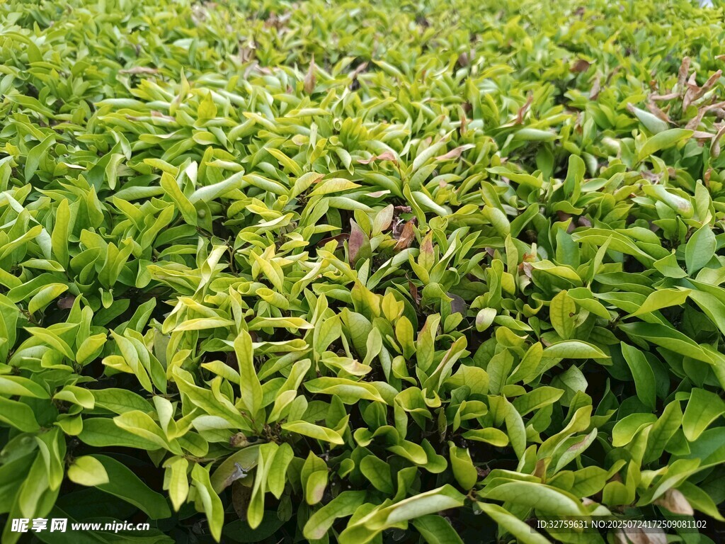 翠绿繁茂的植物景观