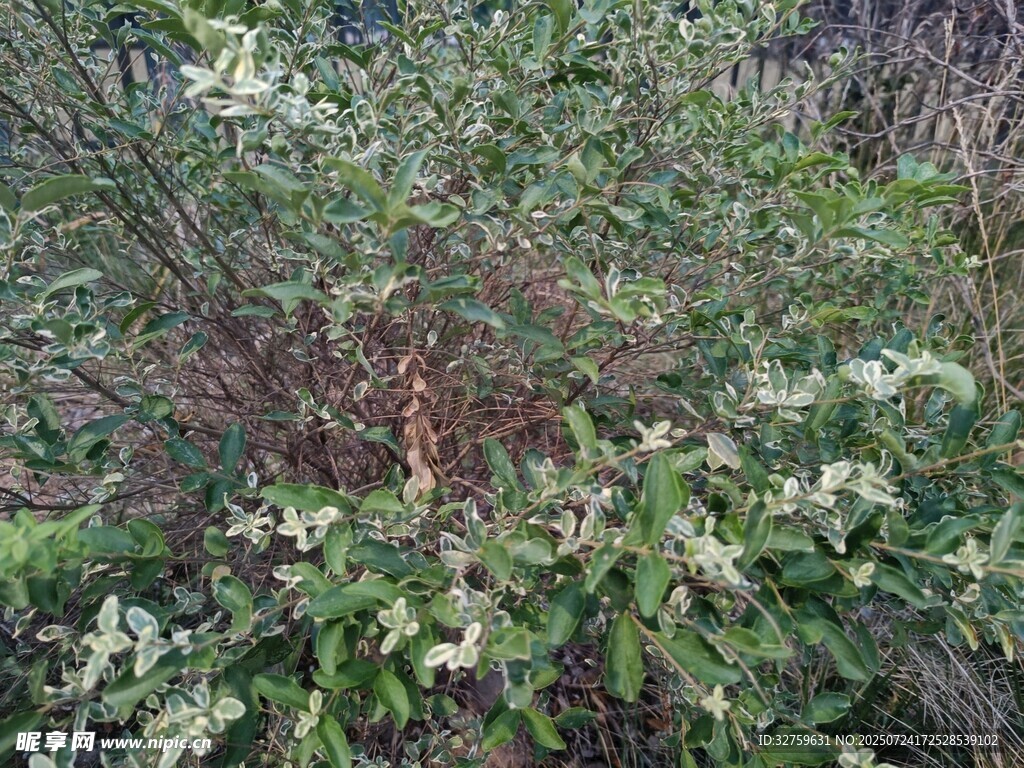 野外繁茂的绿植景观