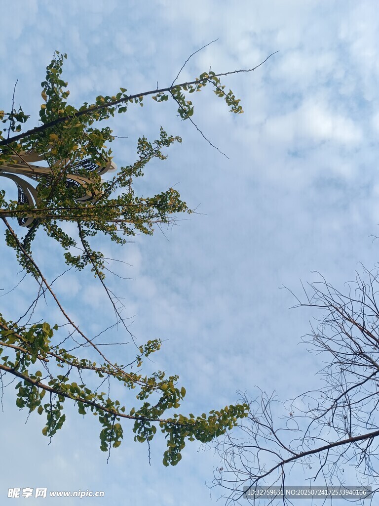 树枝伸向蓝天