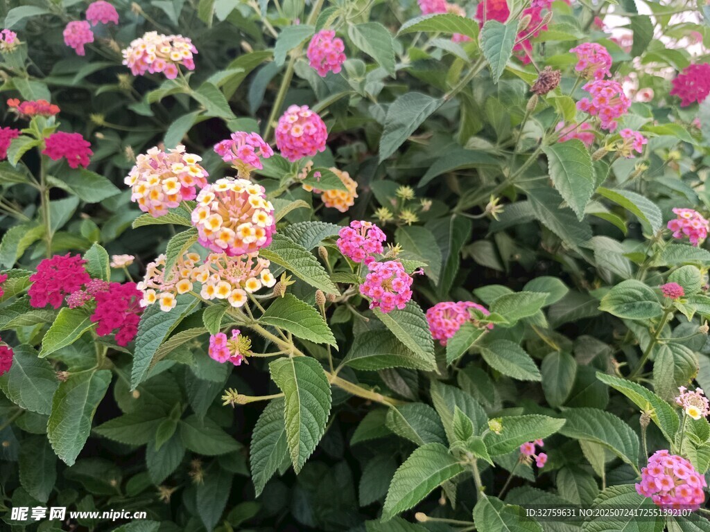 多彩醉鱼草花丛绽放