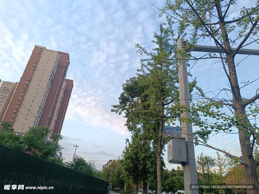 城市街景中的高楼与绿树