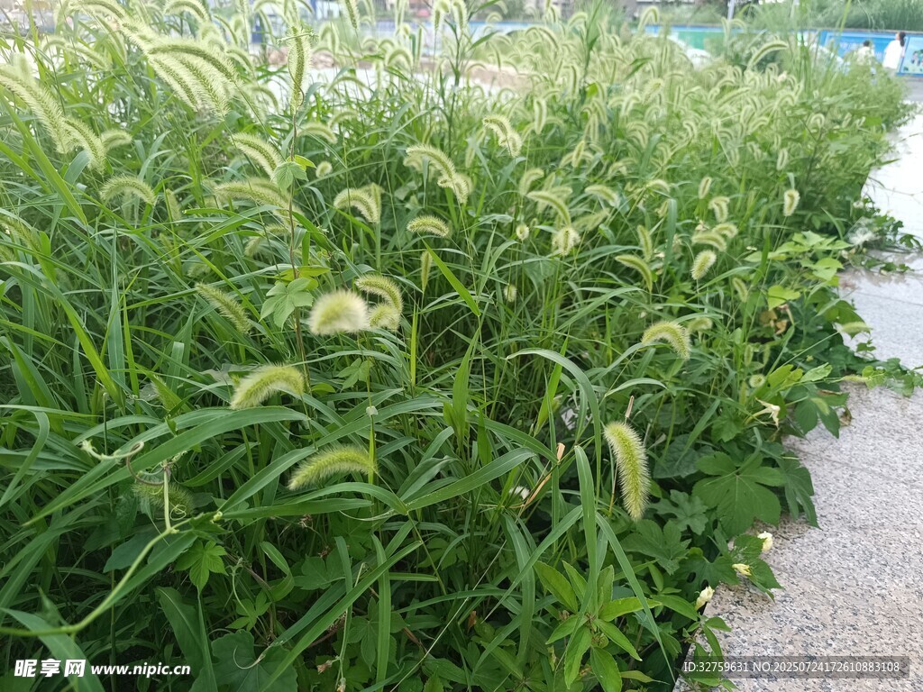 田间茂盛的绿色玉米植株