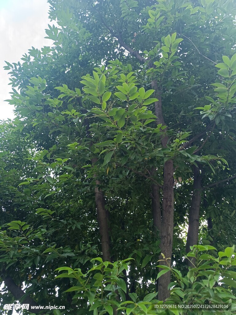 茂密树林绿意盎然