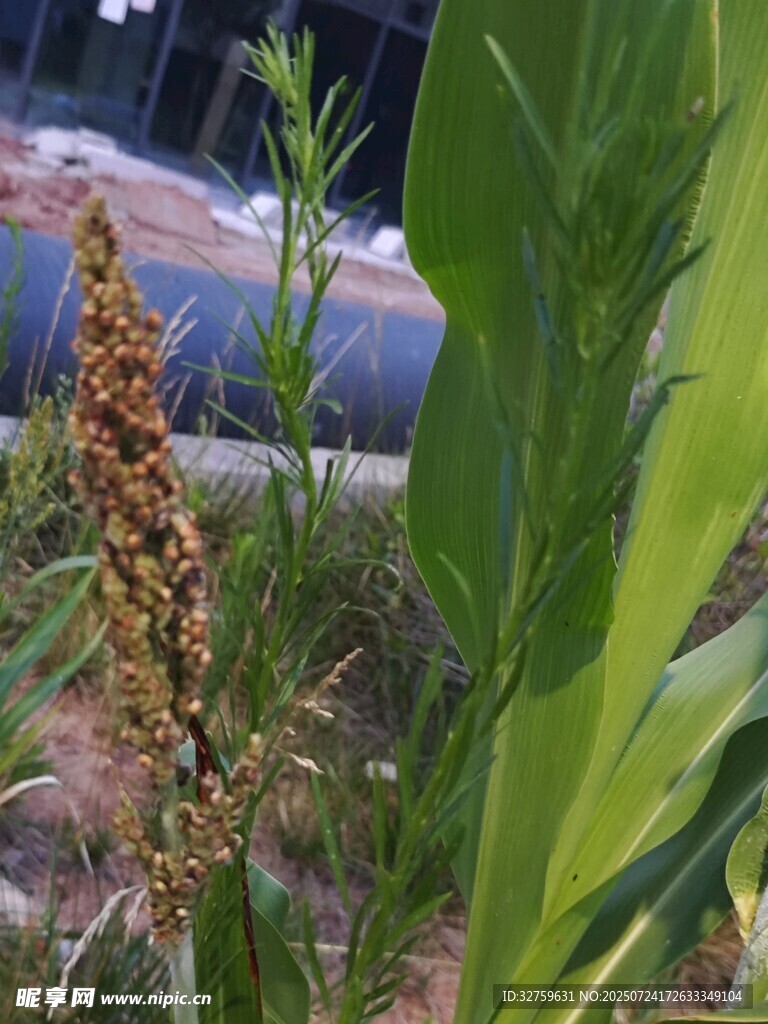 田间植物特写