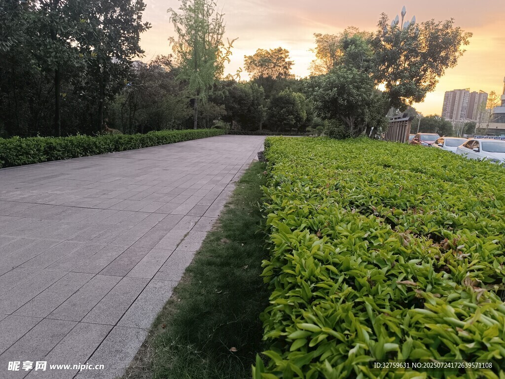 夕阳下的林荫步道