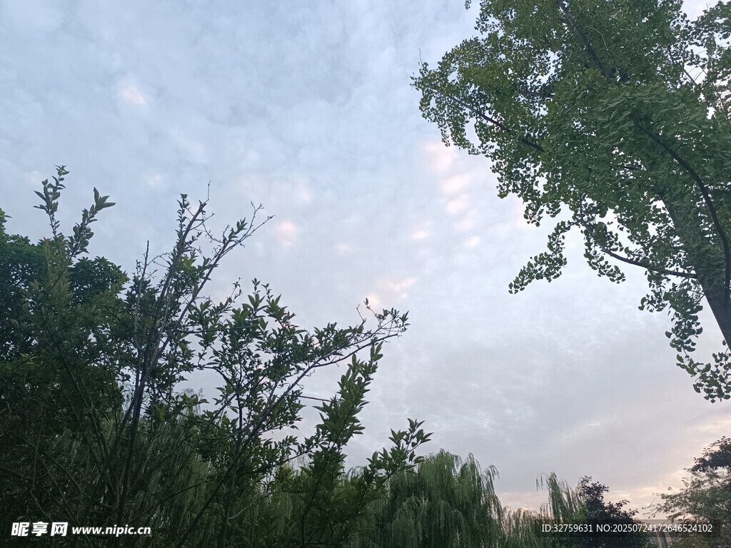 树梢间的天空景色