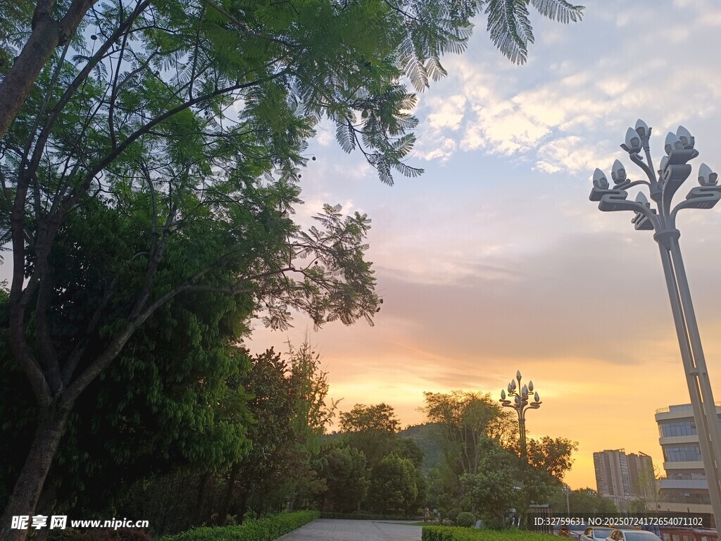 黄昏下的城市道路与景观树