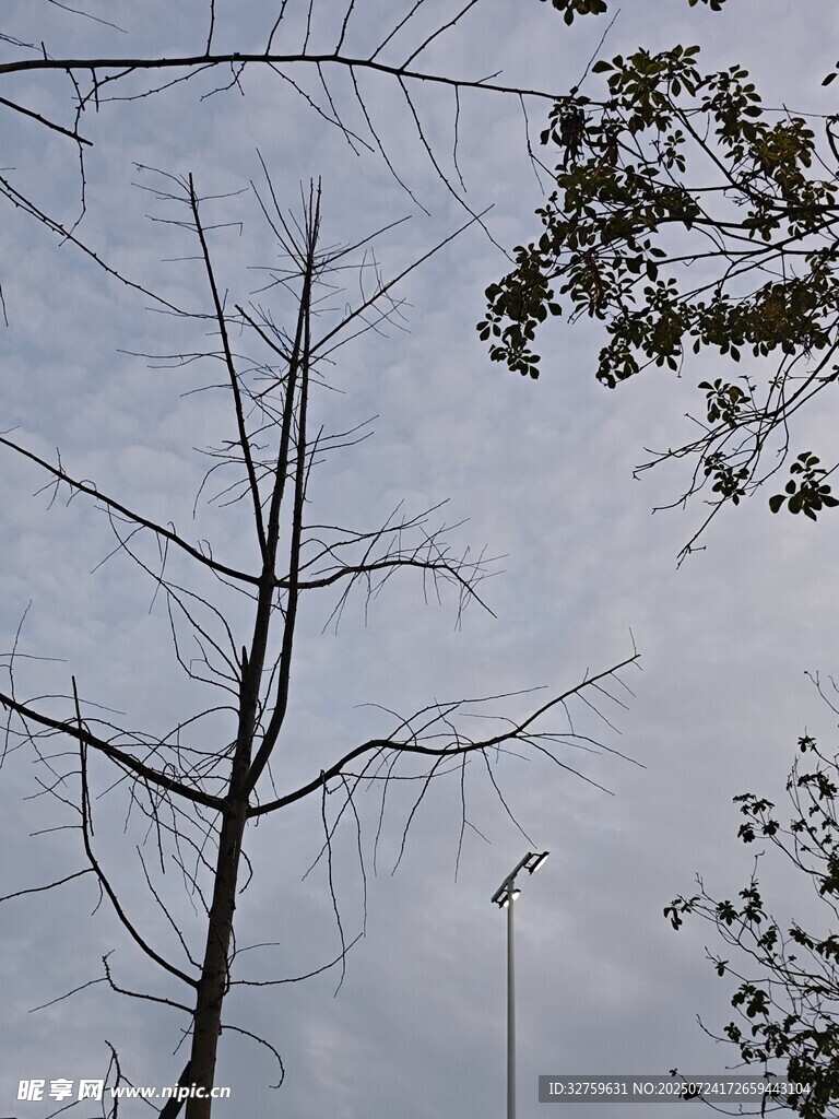 枯树与枝叶的天空景象