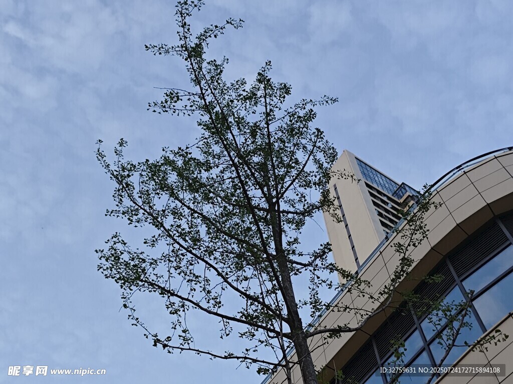 楼前小树映蓝天