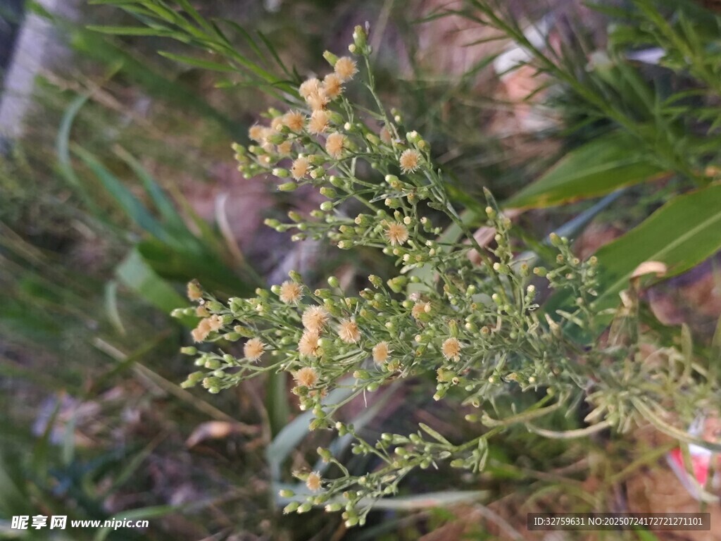 绿色植物特写