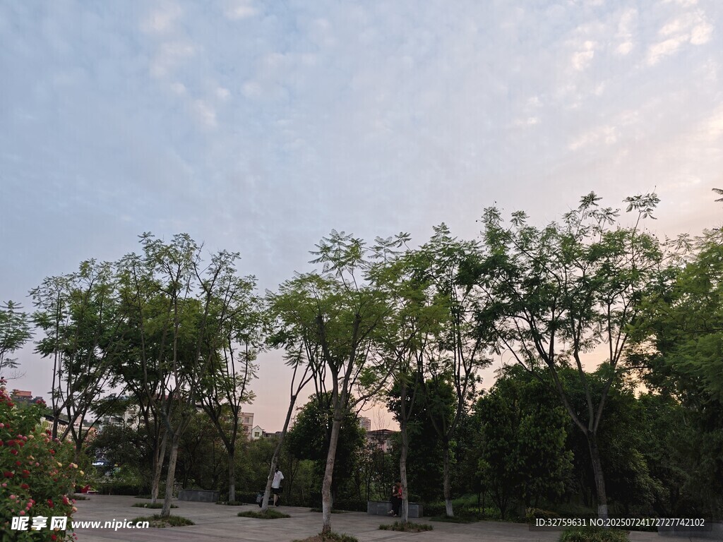 黄昏下的绿树景致