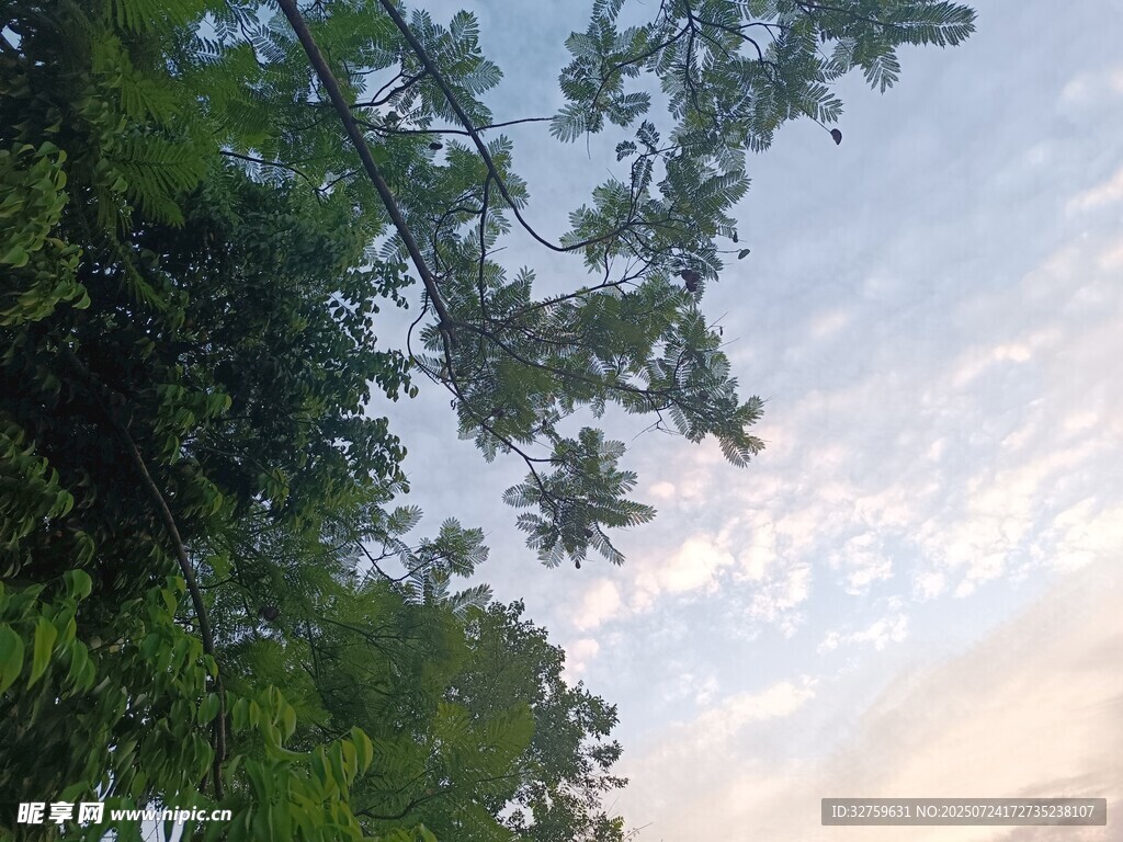 树梢间的天空美景