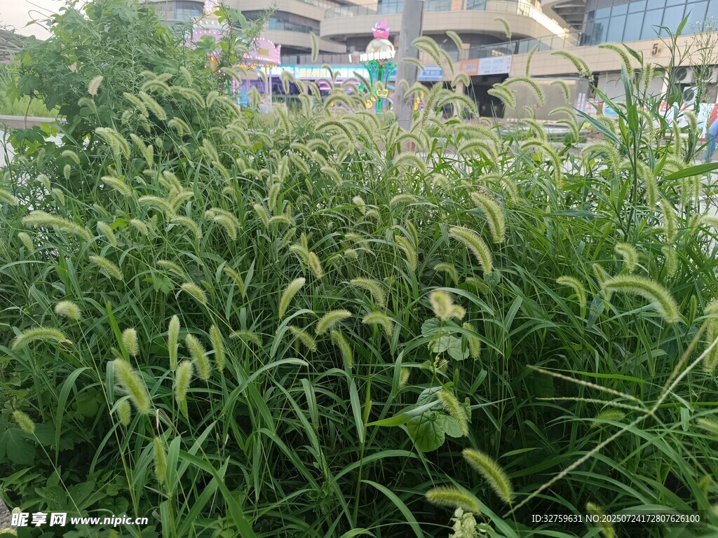 茂盛绿草