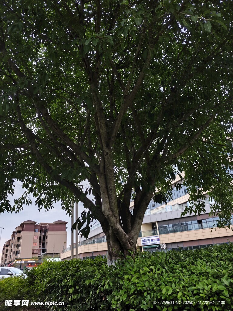 街边繁茂大树与背后建筑